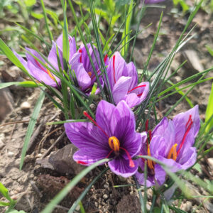 Fiore di zafferano