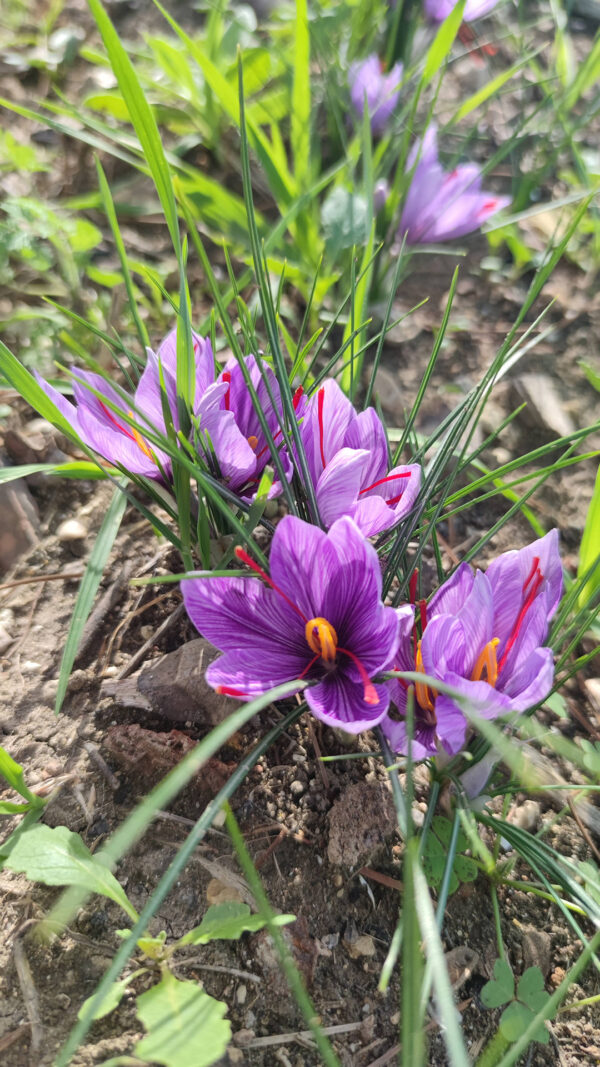 Fiore di zafferano